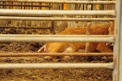 소류지 주변 축사에서 새생명의 탄생