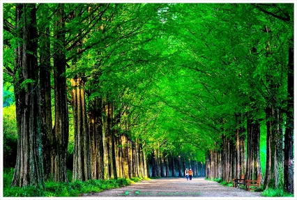 메타콰이어 길을 따라