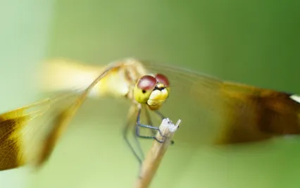 잠자리와 야생화