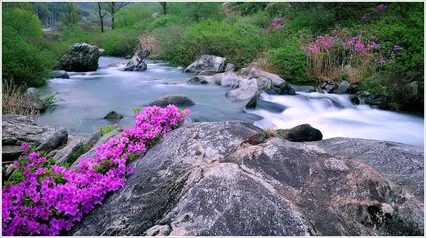지난 봄 수달래