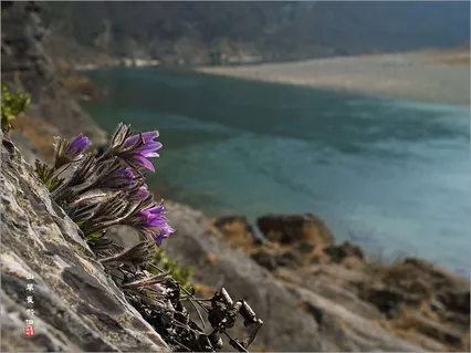 동강 할미꽃*^*^*