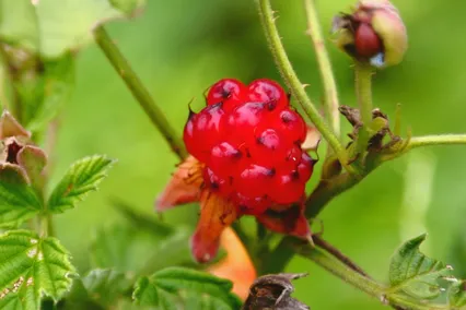 익어가는 산딸기