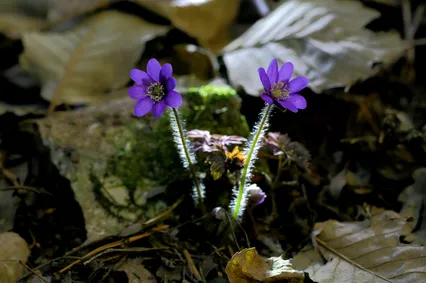 봄은 오고 있습니다