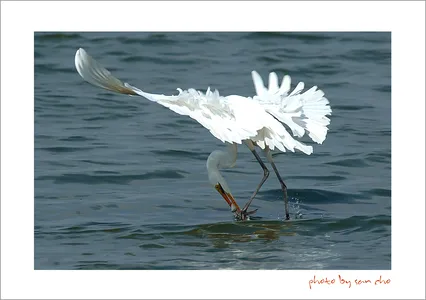 백로의 먹이사냥*^^*