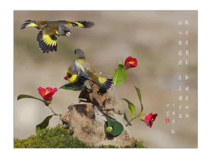 방울새들의 遊戱*^^*