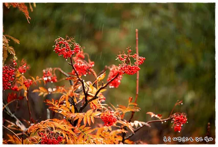 가을비내리는날