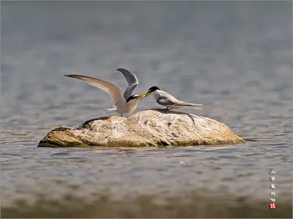 쇠제비갈매기 짝짓기 *^*^*