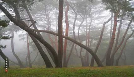 안개낀솔밭*^^*
