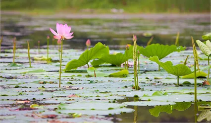 연꽃의 자태를 바라보며