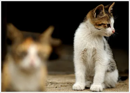 우리 가계  양이들