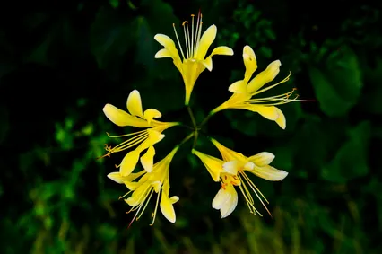 그 여름날에 핀꽃