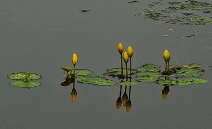 찌 와 동무 어리연