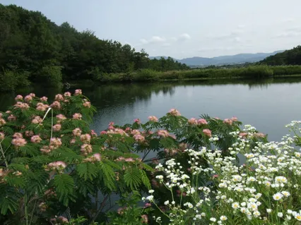 꽃&저수지