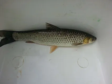 제가잡은 어종이 궁금금합니다;;