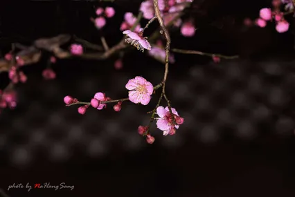 남녘의 봄소식입니다